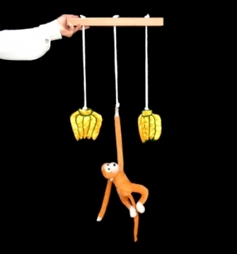 Acrobatic Fish  
